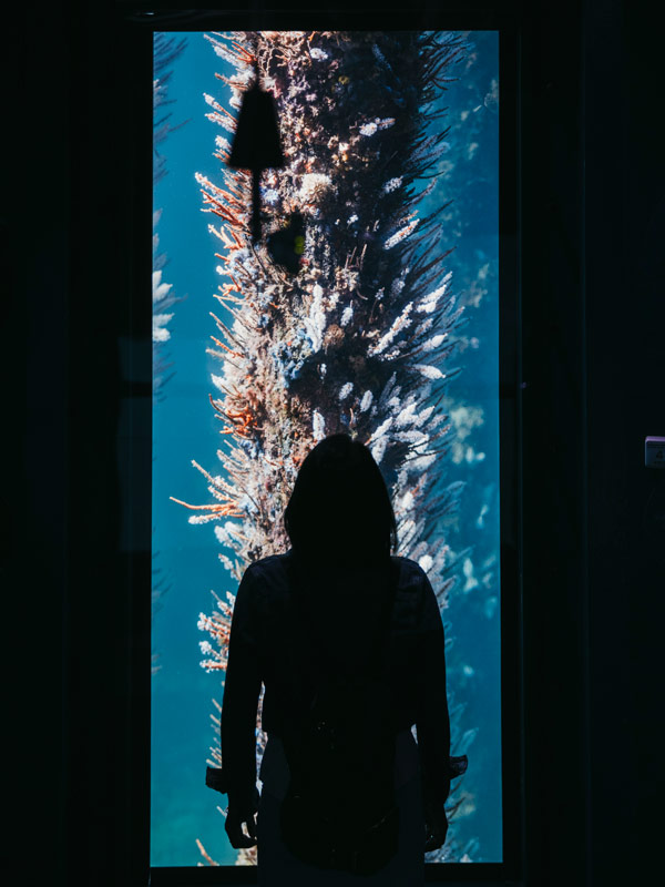 The underwater viewing deck at Busselton Jetty, Busselton