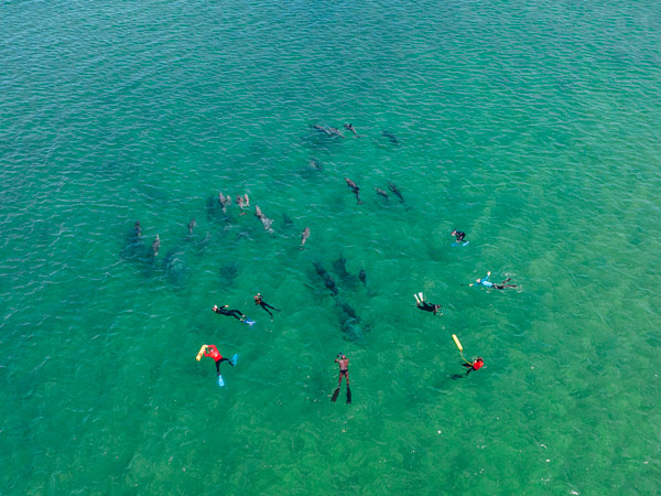 The interactive dolphin swim with Dolphin Discovery Centre