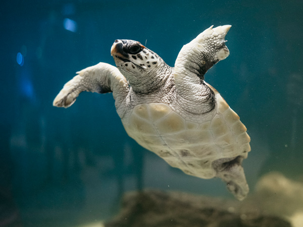 A turtle swimming at Dolphin Discovery Centre