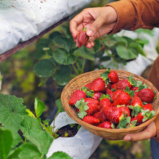 The juiciest strawberry picking spots in Perth