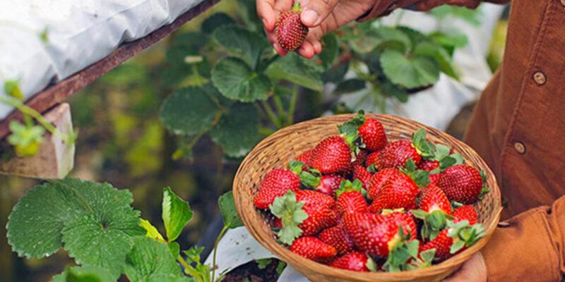 The juiciest strawberry picking spots in Perth