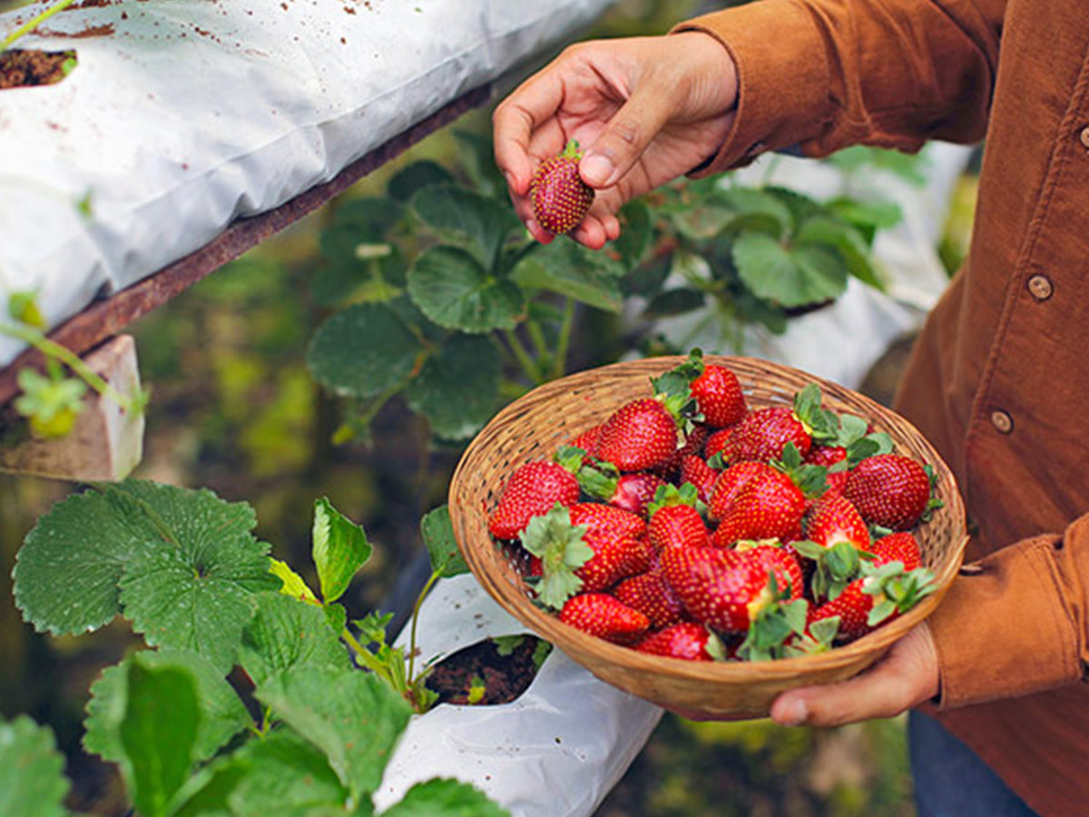 The juiciest strawberry picking spots in Perth