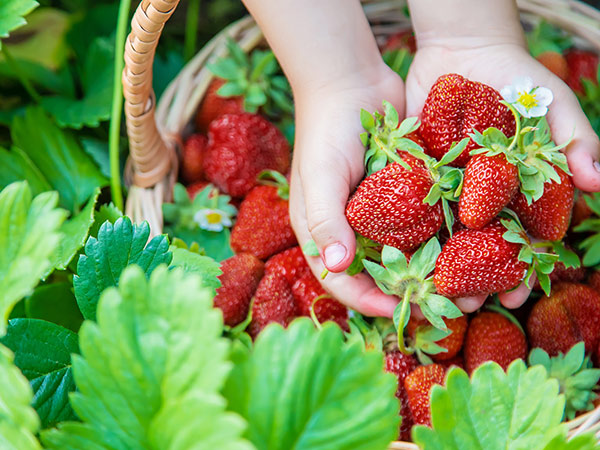 kid holding strawberries at a family-owned farm