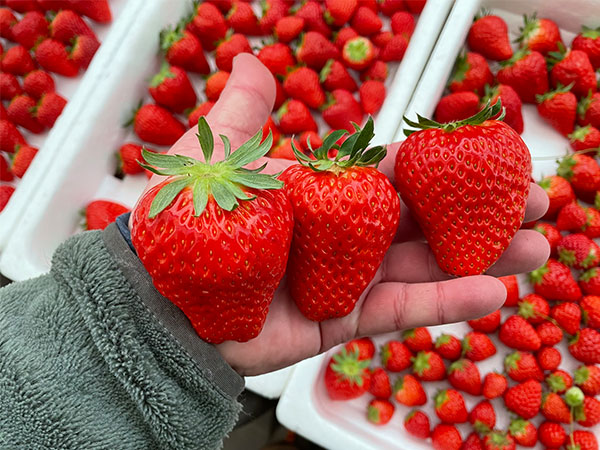 Three big strawberries harvested in Perth