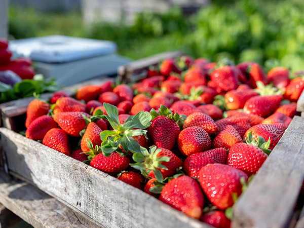 a basket of strawberries at a strawberry farm in Perth