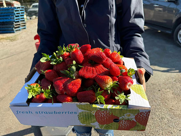 farmer holding strawberries from a strawberry farm in Perth