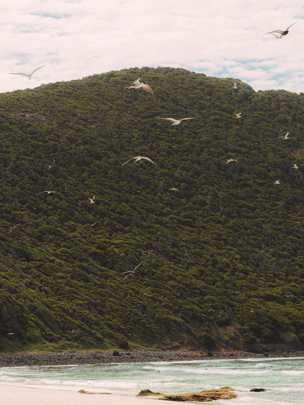 the Lagoon Beach on Lord Howe Island