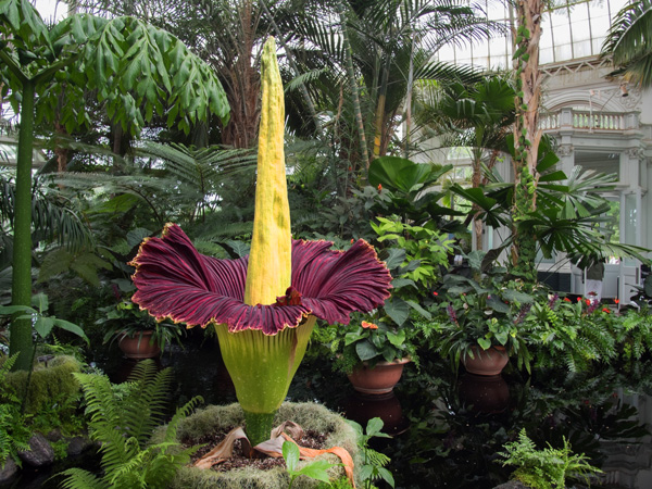 Bunga Bangkai - the rare and smelly flower about to bloom at Royal Botanic Garden Sydney