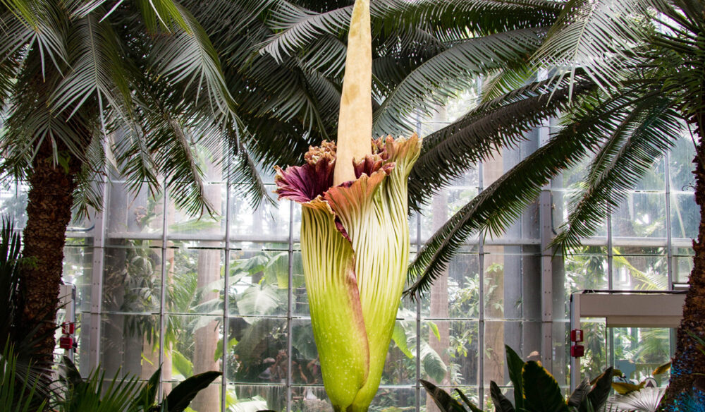 Bunga Bangkai - the rare and smelly flower about to bloom at Royal Botanic Garden Sydney