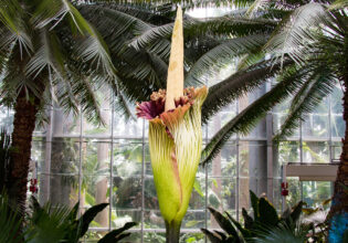 Bunga Bangkai - the rare and smelly flower about to bloom at Royal Botanic Garden Sydney