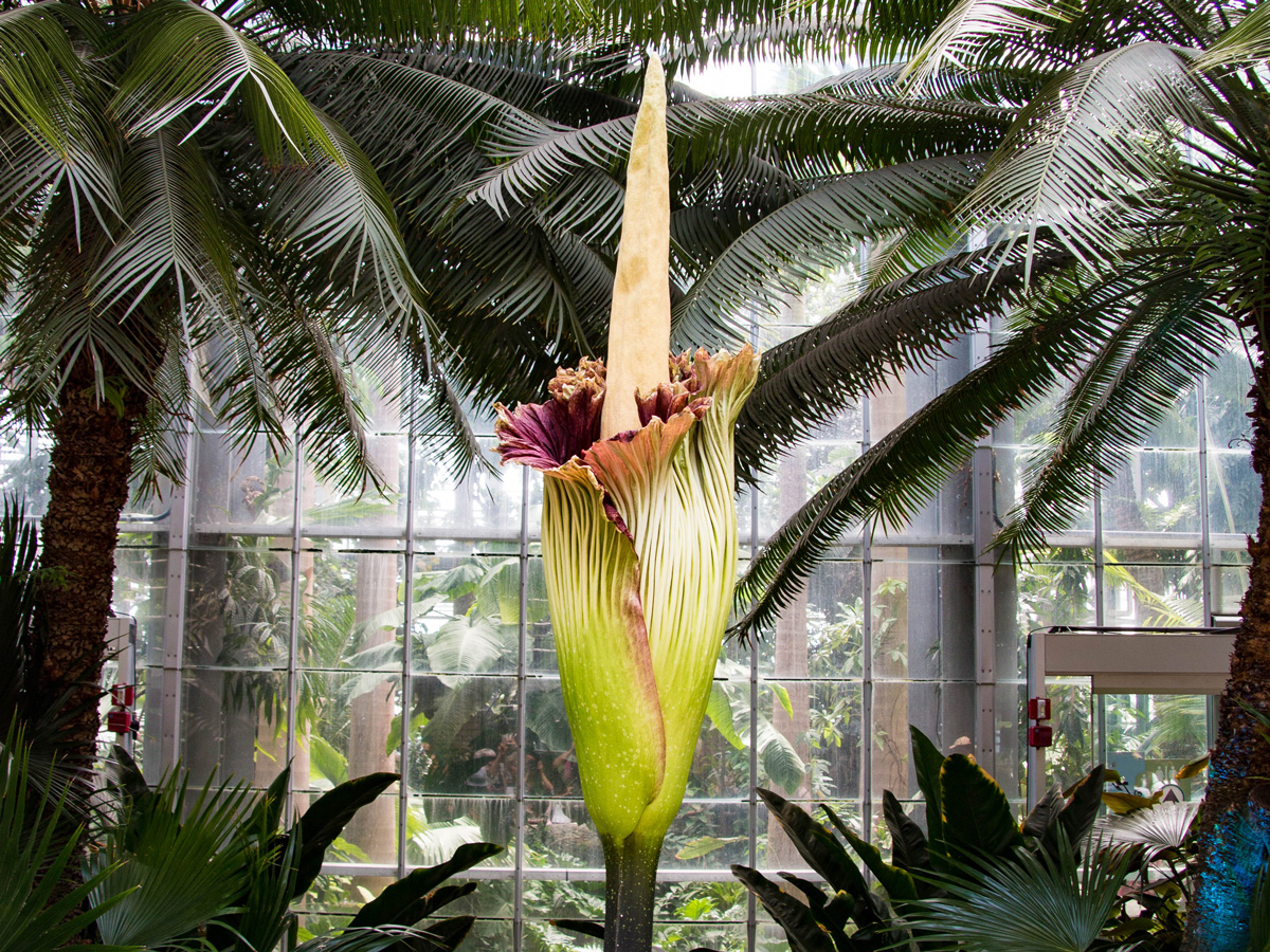 Bunga Bangkai - the rare and smelly flower about to bloom at Royal Botanic Garden Sydney