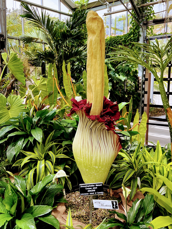 Bunga Bangkai - the rare and smelly flower about to bloom at Royal Botanic Garden Sydney