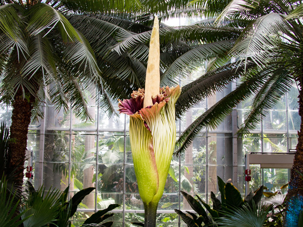 Bunga Bangkai - the rare and smelly flower about to bloom at Royal Botanic Garden Sydney