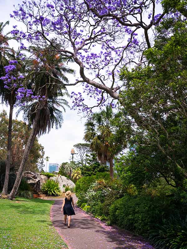 woman walks under blooming jacaranda The Royal Botanic Garden sydney