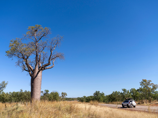 a Boab tree along the Victoria Highway