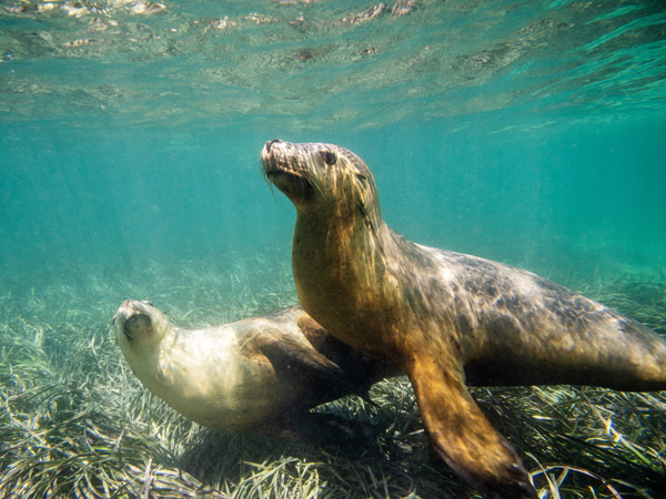 sea lions up close