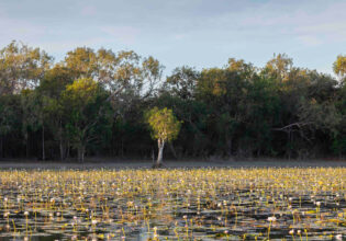 the Blackwater Lagoon covered in lilies