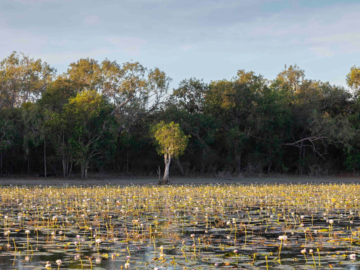 the Blackwater Lagoon covered in lilies