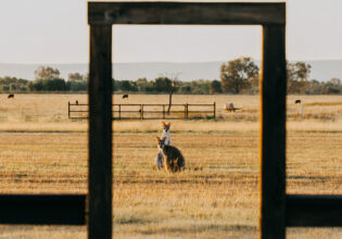 Two kangaroos look at the camera at Bullo River Station