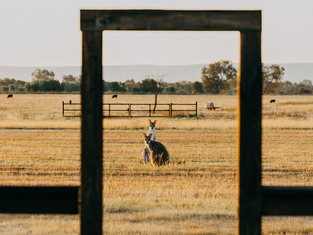 Two kangaroos look at the camera at Bullo River Station