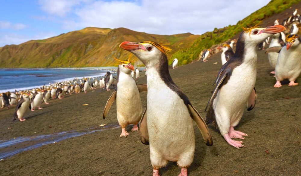 Macquarie Island