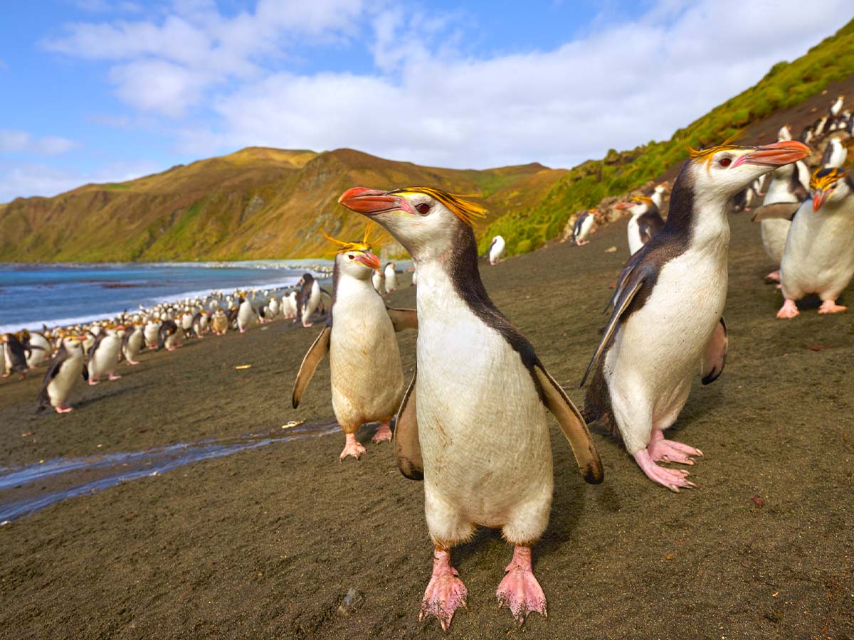 Macquarie Island