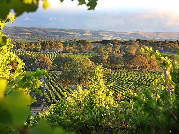 Mclaren Vale vineyards
