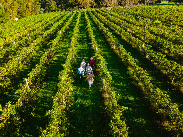 exploring the scenic vineyards of Oranje Tractor Wines