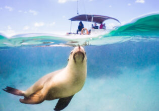 a sea lion swimming with a boat behind it