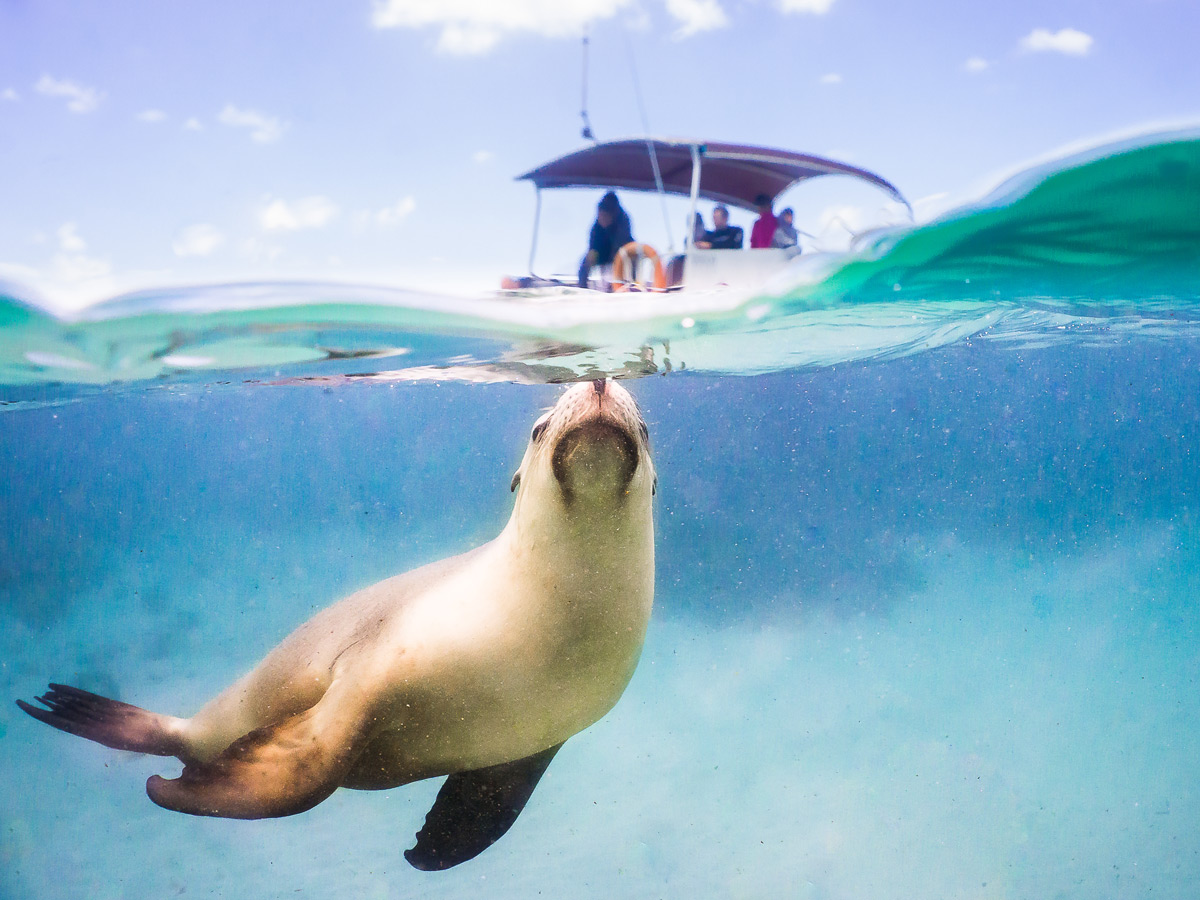 a sea lion swimming with a boat behind it