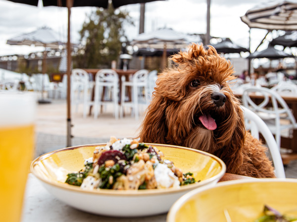 a doggo sitting in front of a meal at The Log Cabin, Sydney