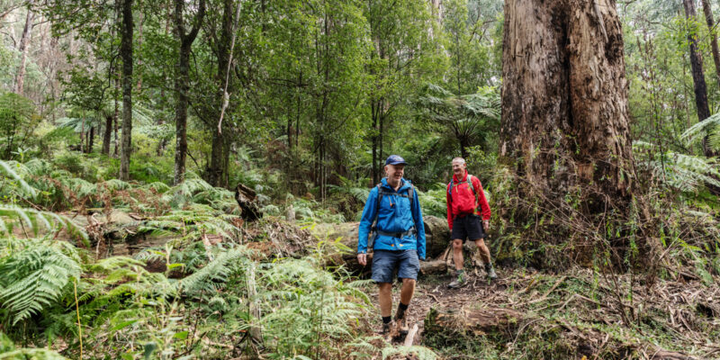 Parks Victoria reveals 3 new wellness trails for the ultimate reset