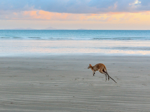 A kangaroo in Cape Hillsborough National Park, Qld