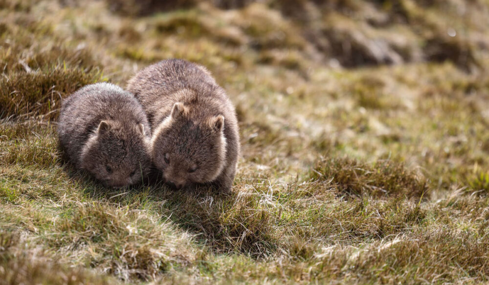 Mum and bub wombats