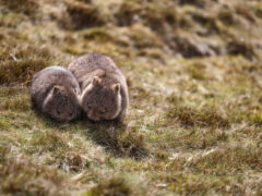 Mum and bub wombats