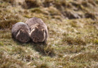 Mum and bub wombats