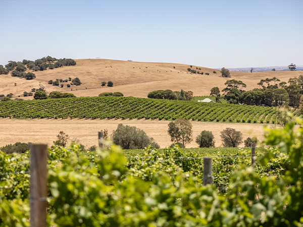 Inter Continental Barossa Resort & Spa