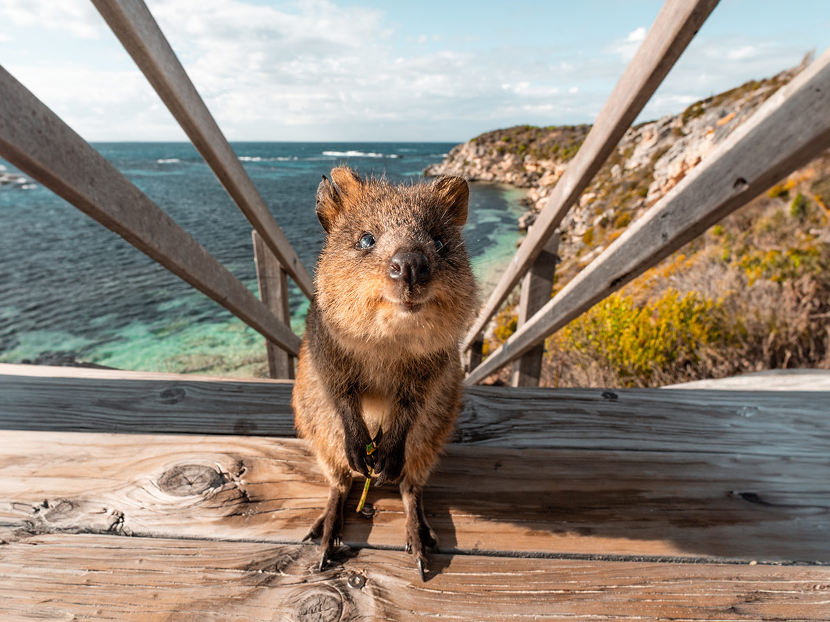 Quokka on a wooden staircase, Rottnest Island