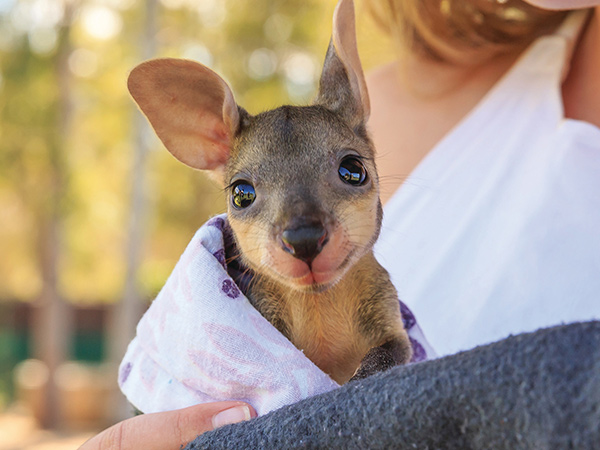 baby kangaroo at australian wildlife Sanctuary