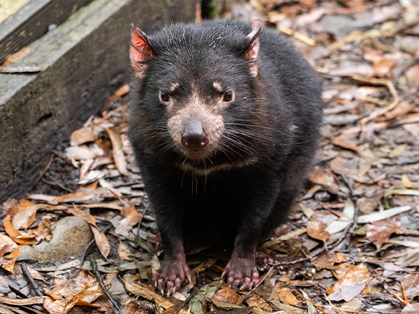 WILD Life Sydney Zoo Tasmania Devil
