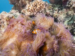 Clown fish in coral on the Great Barrier Reef