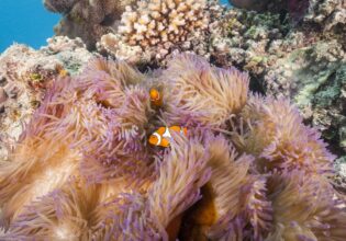Clown fish in coral on the Great Barrier Reef