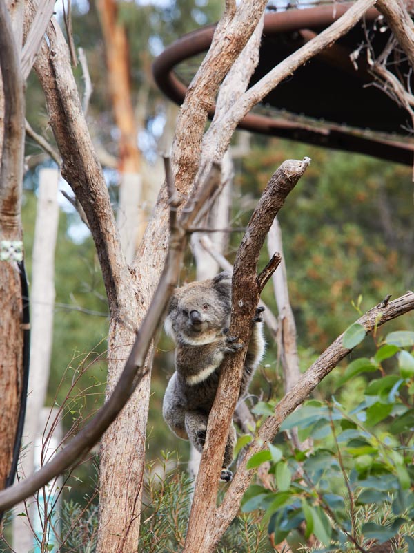 Koalas from Healesville Sanctuary