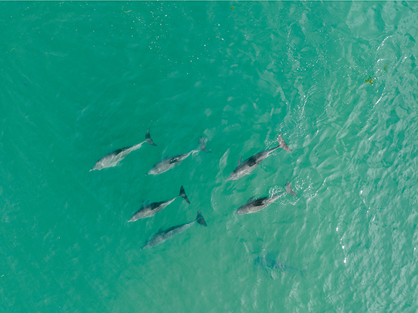 Dolphins swimming in Mandurah.