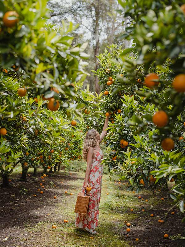 woman picking oranges at Oranges at Dooralong