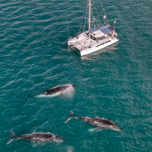 Overnight humpback whales charter