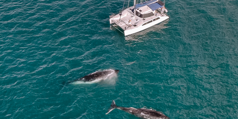 Overnight humpback whales charter