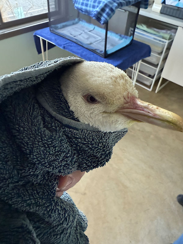 pearl the penguin wrapped in a towel at Wildlife Welfare Organisation (SA) Inc