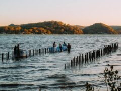 guests in the water for an experience at Sydney Oyster Farm - Central Coast food