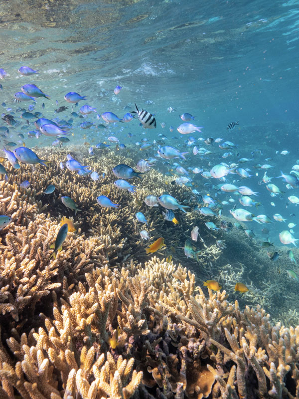 fishes swimming around vibrant coral reefs, Lady Musgrave Island